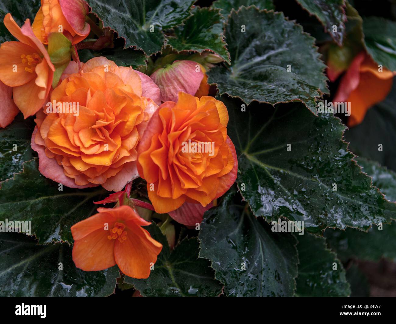 Begonia doble fotografías e imágenes de alta resolución - Alamy