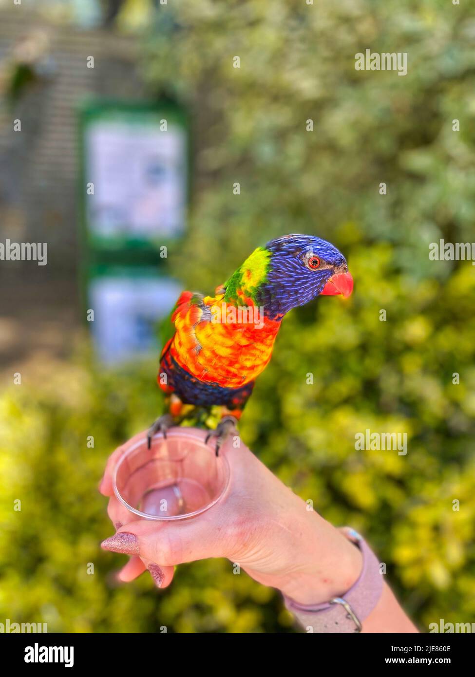Colorido pájaro exótico en el zoo del Reino Unido Foto de stock