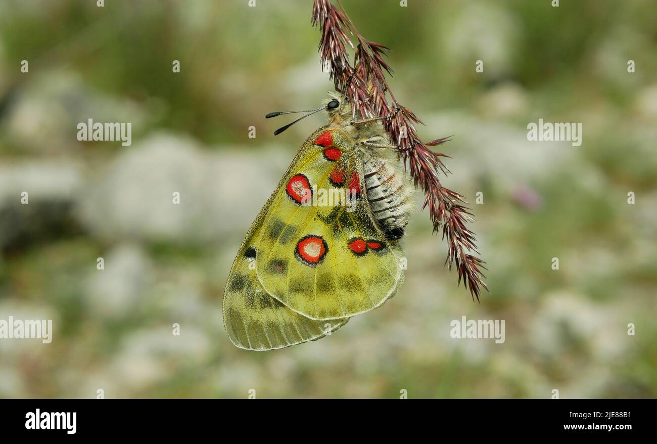 Apolo montaña Parnassius mariposa de apolo descansando en la planta madre hierba flor, mariposas, fauna insecto detalle de primer plano, alas blanco rojo dorado Foto de stock