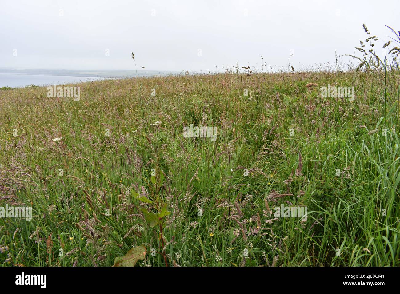 Wild Grassy Field, Angle, Pembrokeshire, Gales Foto de stock