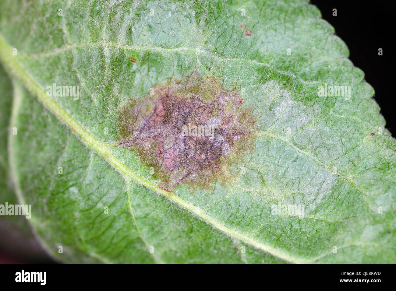 Sarna Venturia inaequalis desarrollo de la enfermedad en el tallo en el lado inferior de la hoja de manzana. Gran aumento. Foto de stock