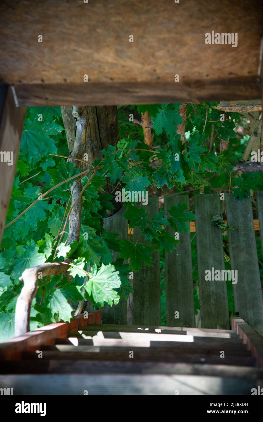Escaleras de madera a la torre de observación en el bosque. Una rama de arce con hojas verdes ha crecido a través de las escaleras. Foto de stock