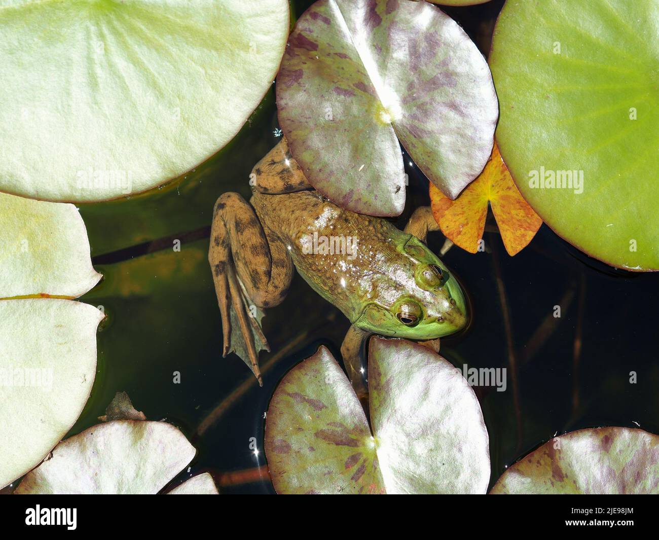 Una rana toro bien camuflada (Lithobates catesbeianus) entre las plataformas de lirios de un estanque de jardín en Ottawa, Ontario, Canadá. Foto de stock