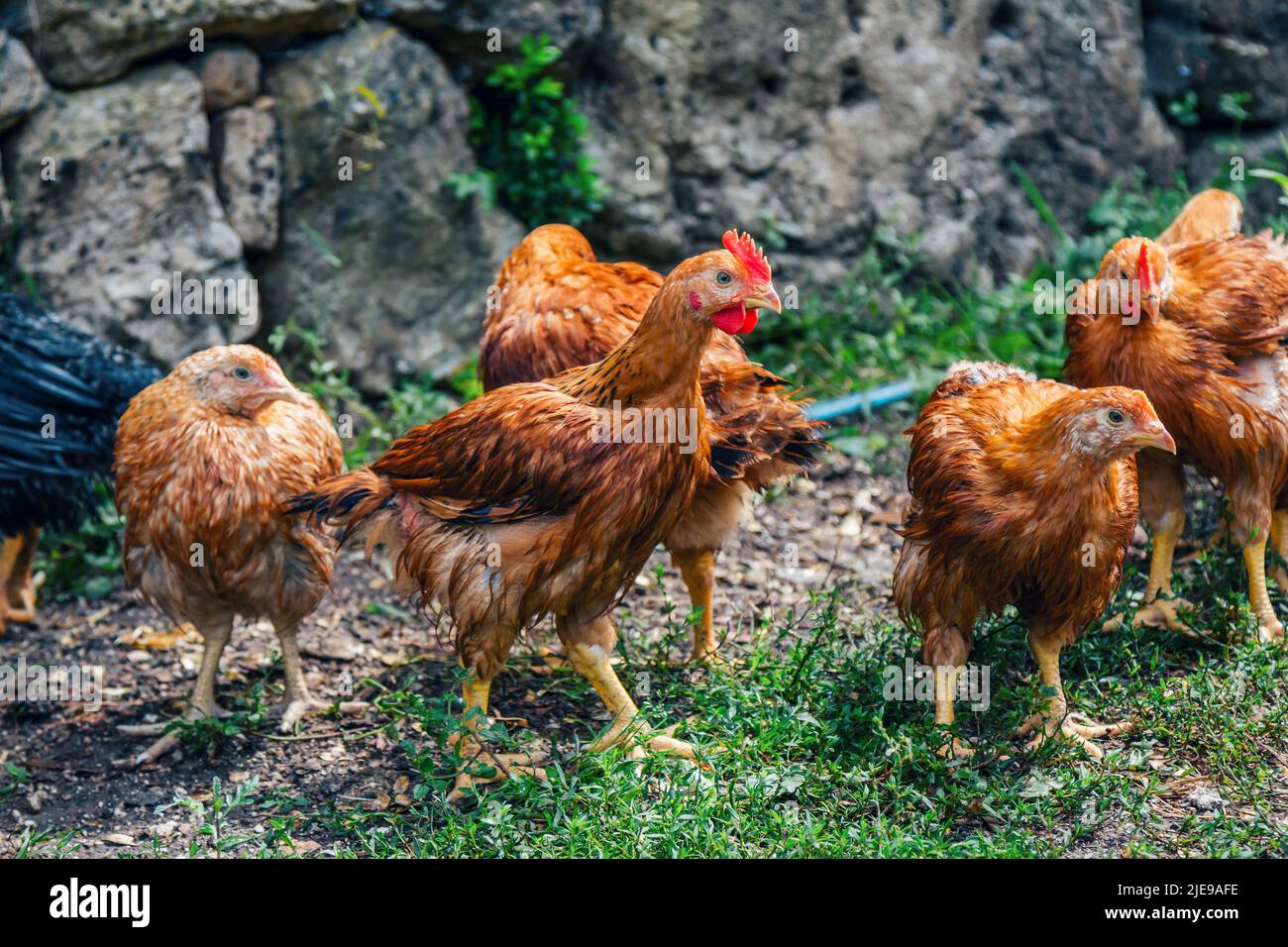 Rebaño de gallinas de plumas rojas en el patio de la granja de pollos. Aves de corral domésticas. Foto de stock