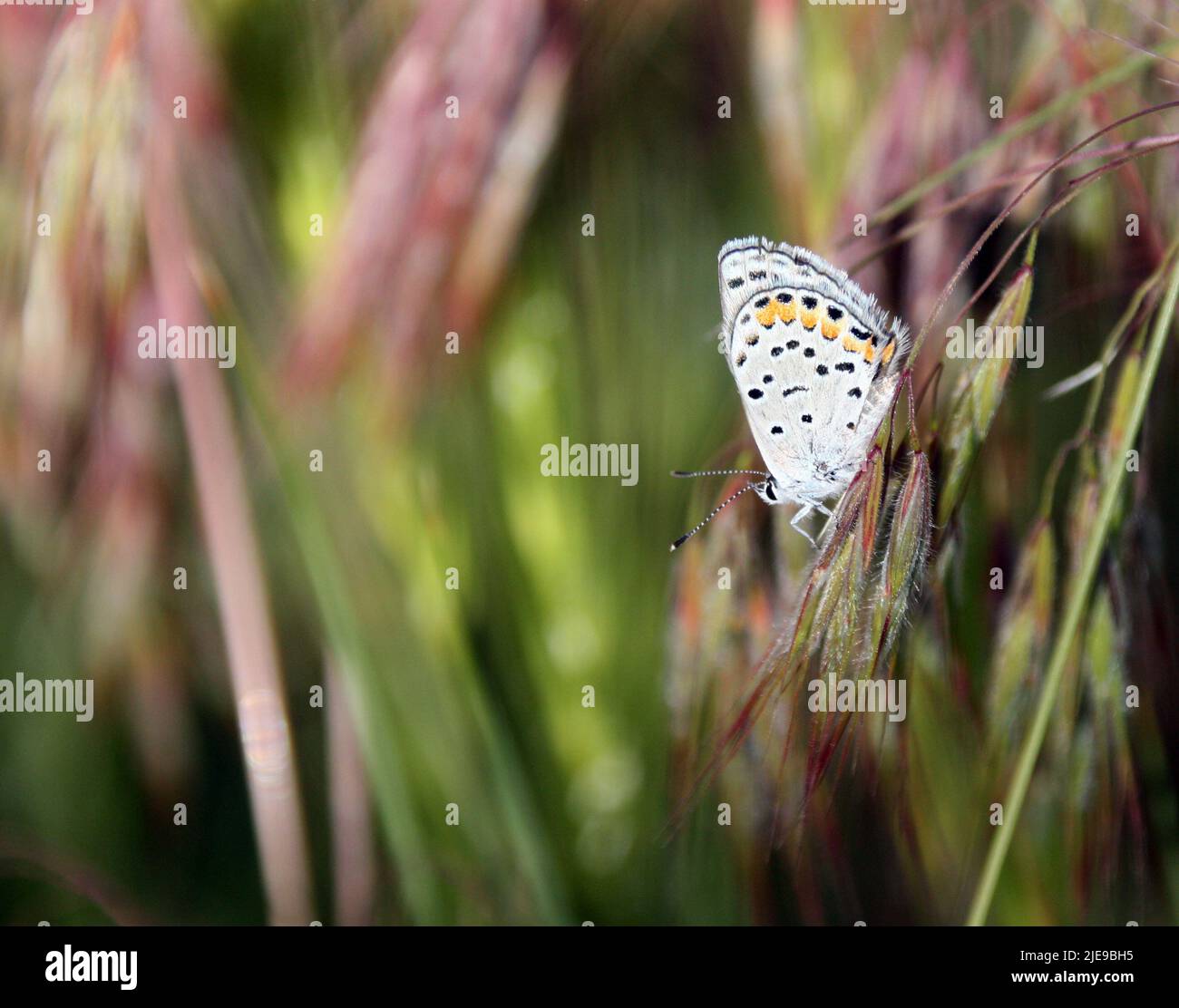 Mariposa azul de cola occidental descansando sobre hierba bromo roja Foto de stock