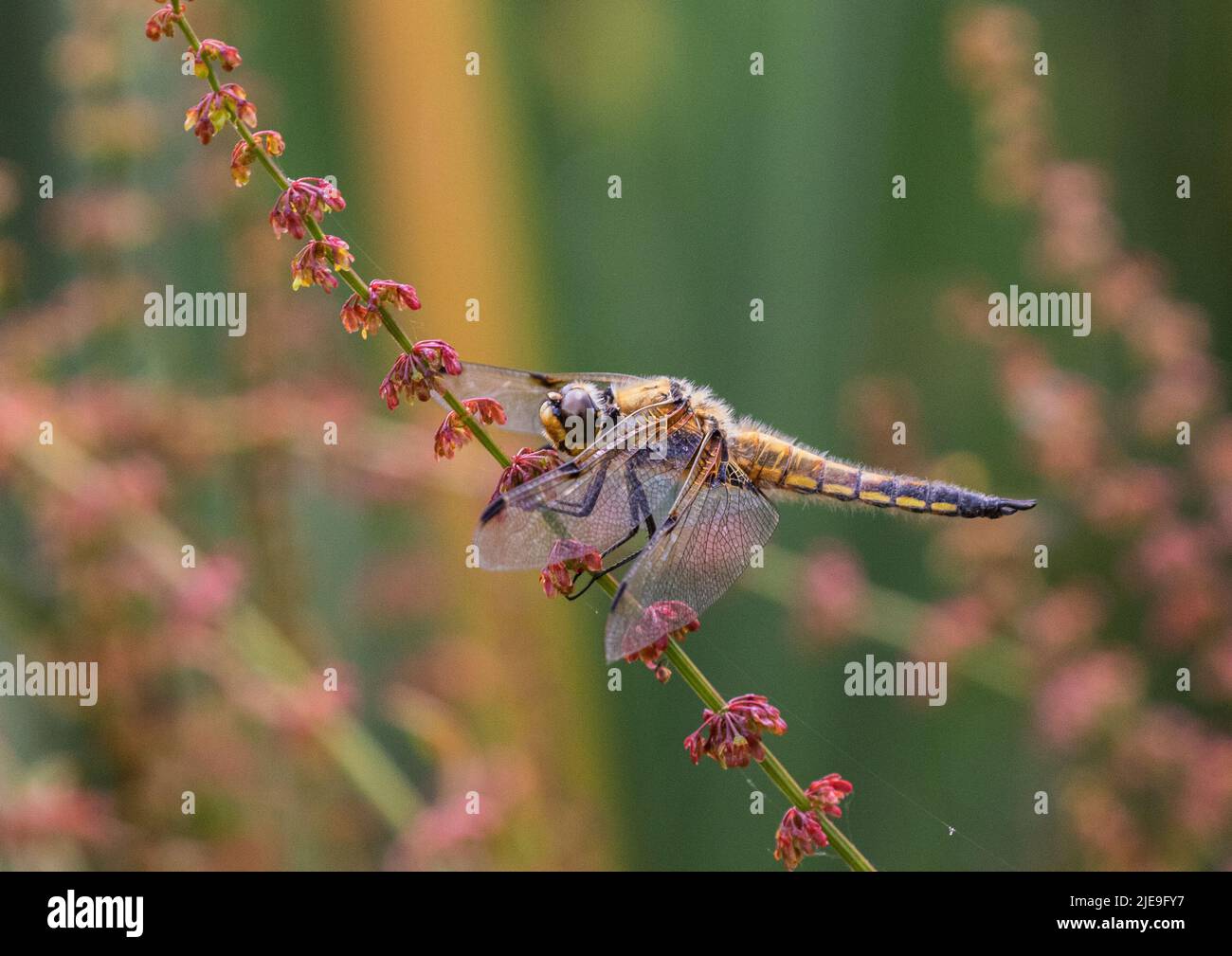 Una colorida foto de un Chaser Dragonfly ( Libellula quadrimaculata) . Asentada con alas extendidas sobre un tallo de sorrel rojo. Suffolk, Reino Unido Foto de stock