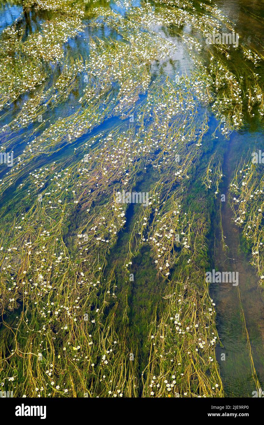 Planta de malezas acuáticas florecientes que crece en el agua del río Foto de stock