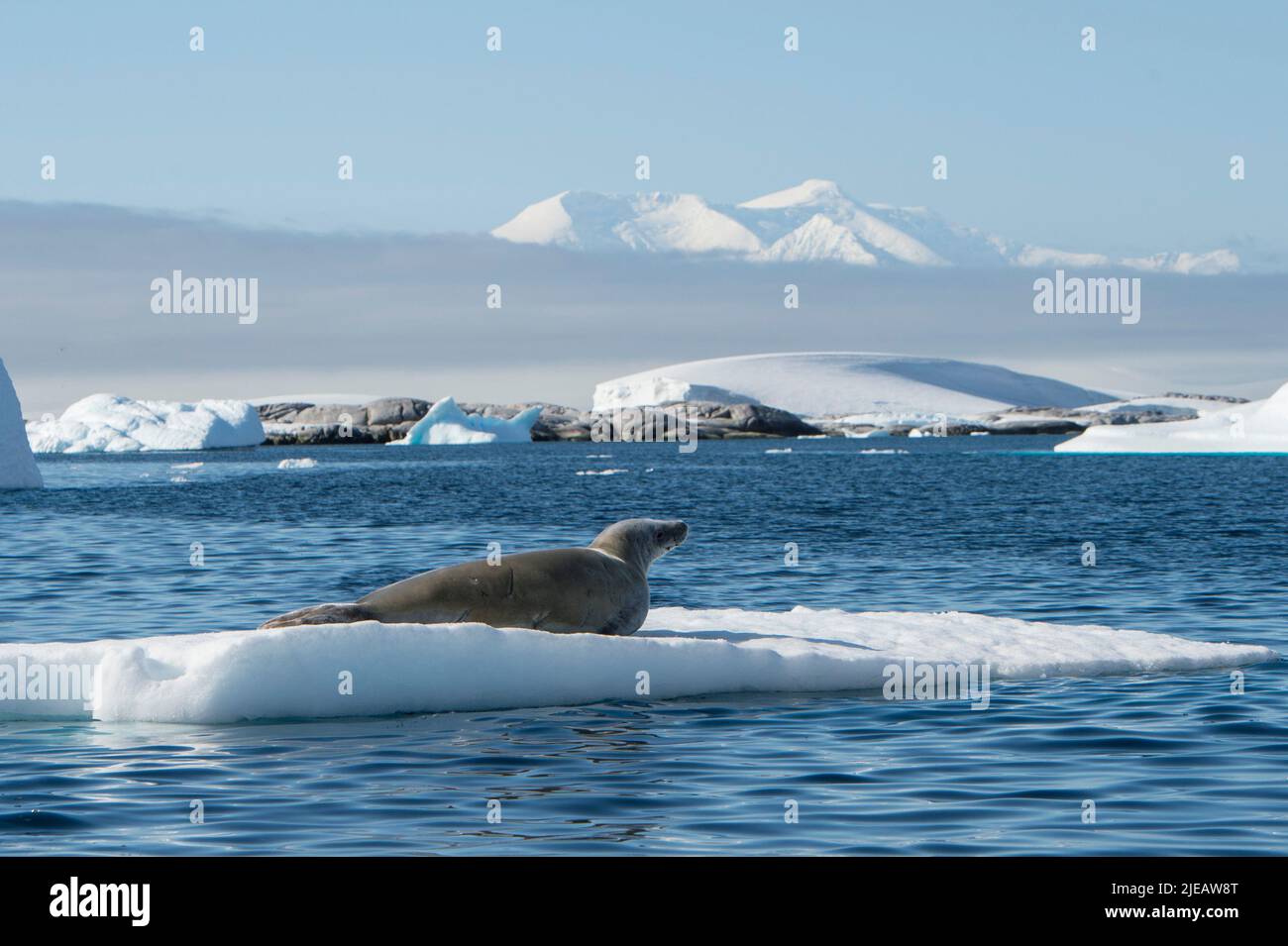 La foca del cangrejo sobre el iceberg, Port Charcot, península antártica Foto de stock