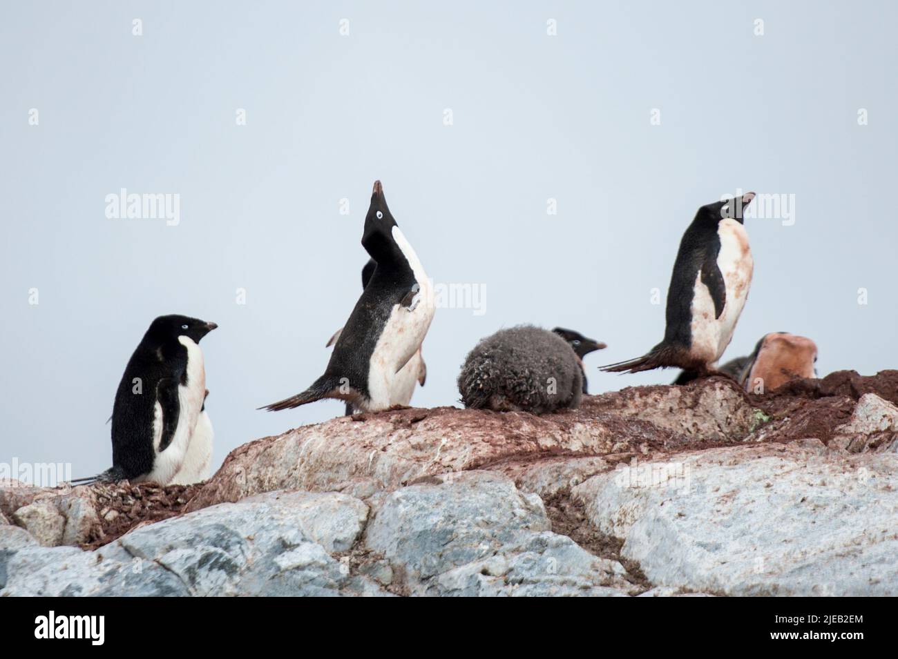 Pingüinos Adelia y polluelos en las Islas Yalour en la Península Antártica Foto de stock