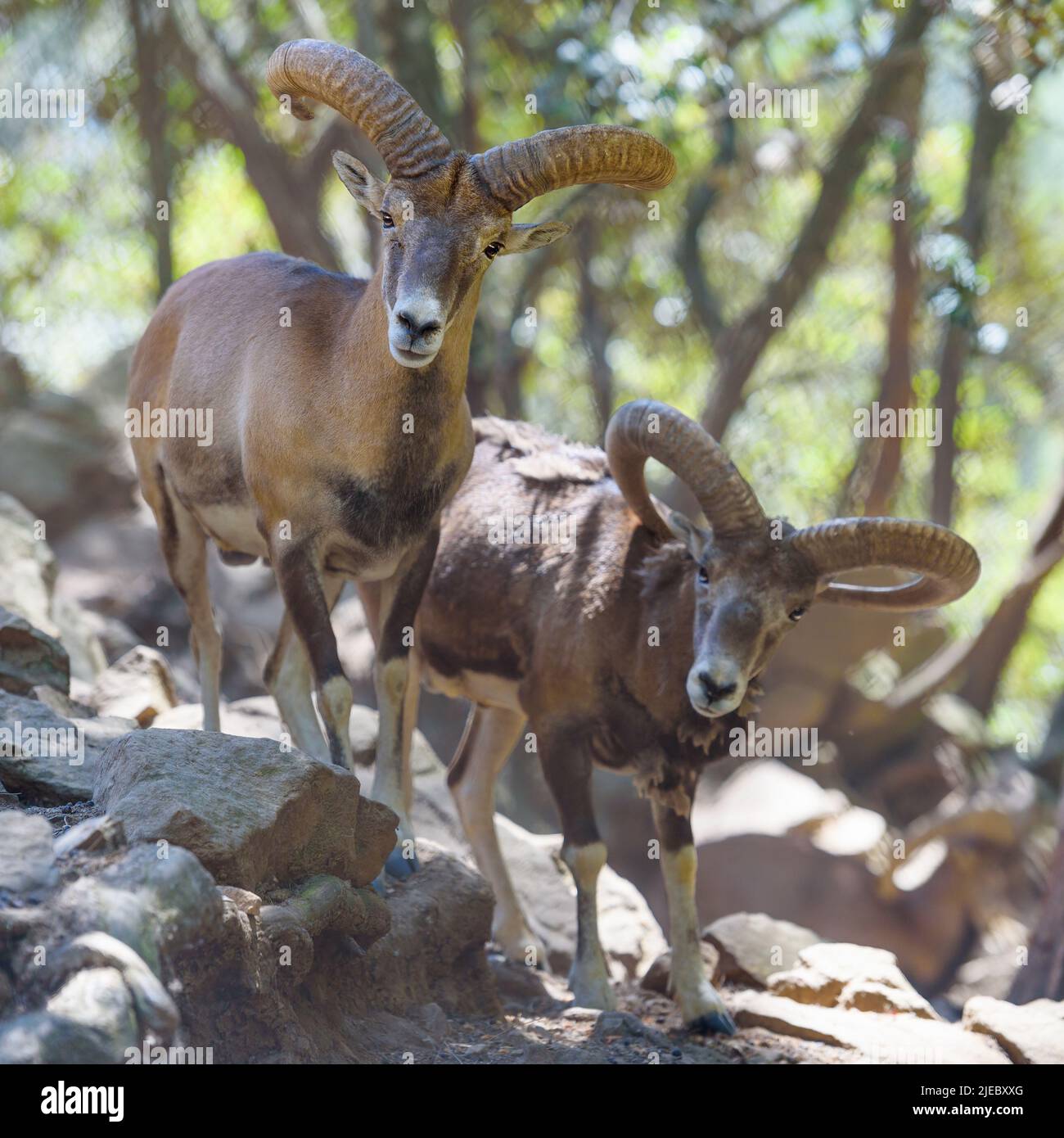 Dos mouflones de Chipre macho (ovejas silvestres) en el bosque de montaña. Animales silvestres en las montañas de Troodos, Chipre Foto de stock