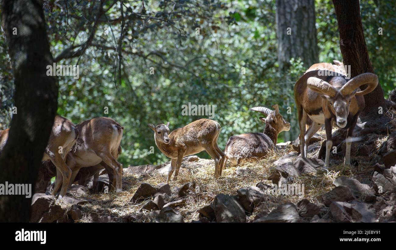 Rebaño de mouflones de Chipre silvestre. Animales silvestres en su hábitat natural en las montañas de Troodos, Chipre Foto de stock