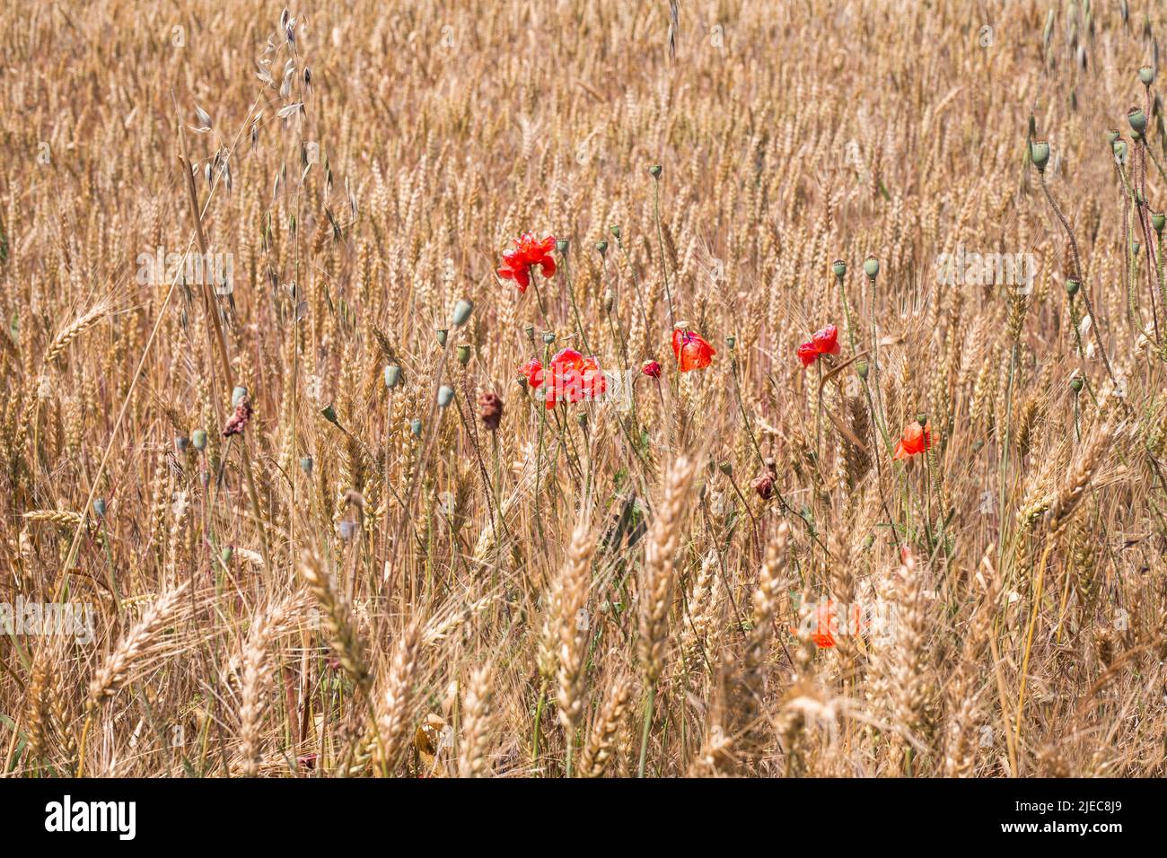 Orejas de trigo maduras y amapolas rojas en el campo. Cosecha de trigo. Foto de stock