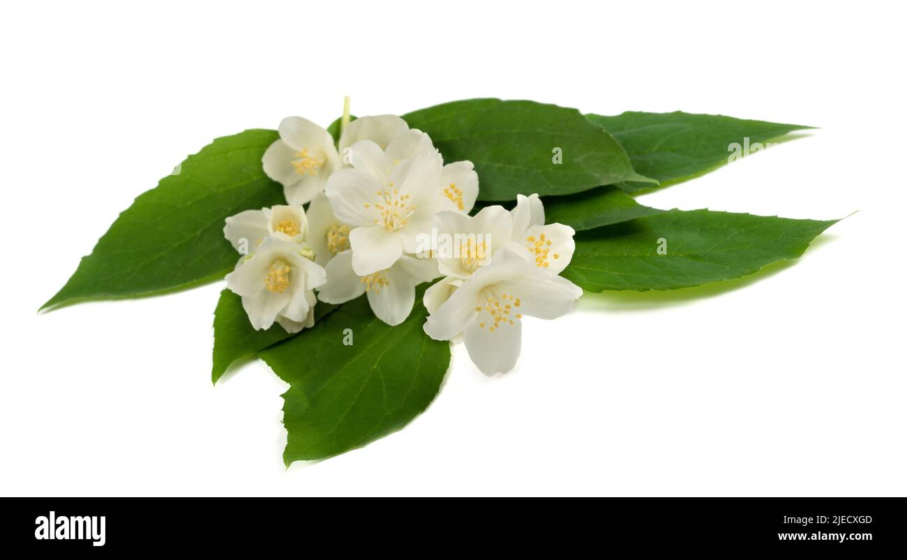 Flores inglesas de madera de perrito aisladas sobre blanco Foto de stock
