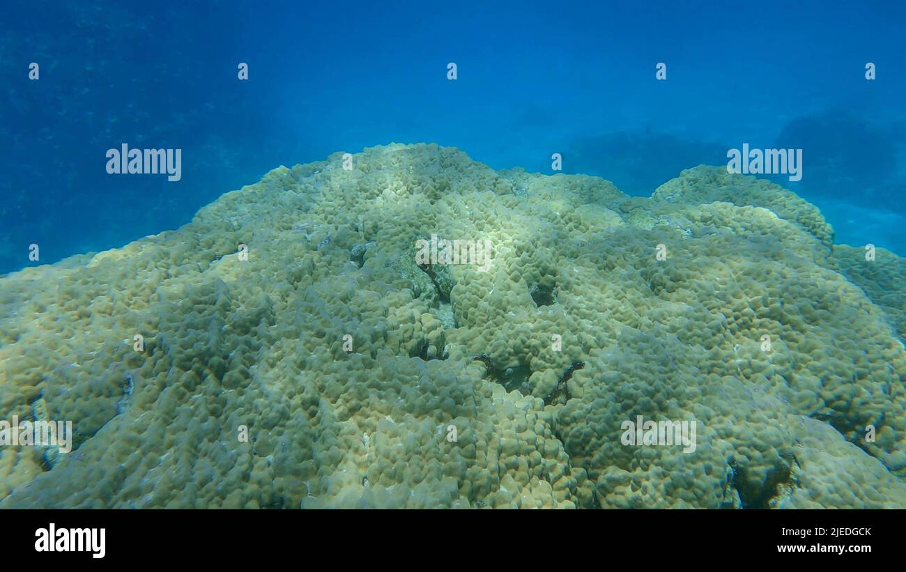 Mar Rojo, Egipto. 26th de junio de 2022. Parte superior del arrecife de coral duro del tropicat sobre fondo azul de agua. Mar Rojo, Egipto (Imagen de crédito: © Andrey Nekrasov/ZUMA Press Wire) Foto de stock