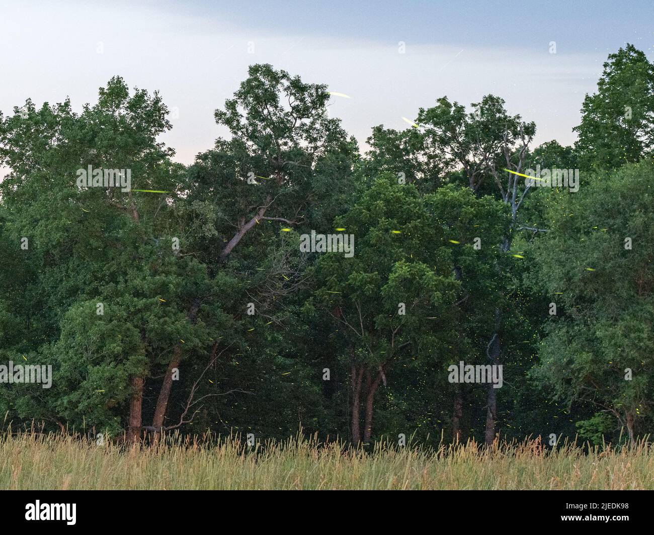 Luciérnagas en el prado con árboles en el fondo Foto de stock