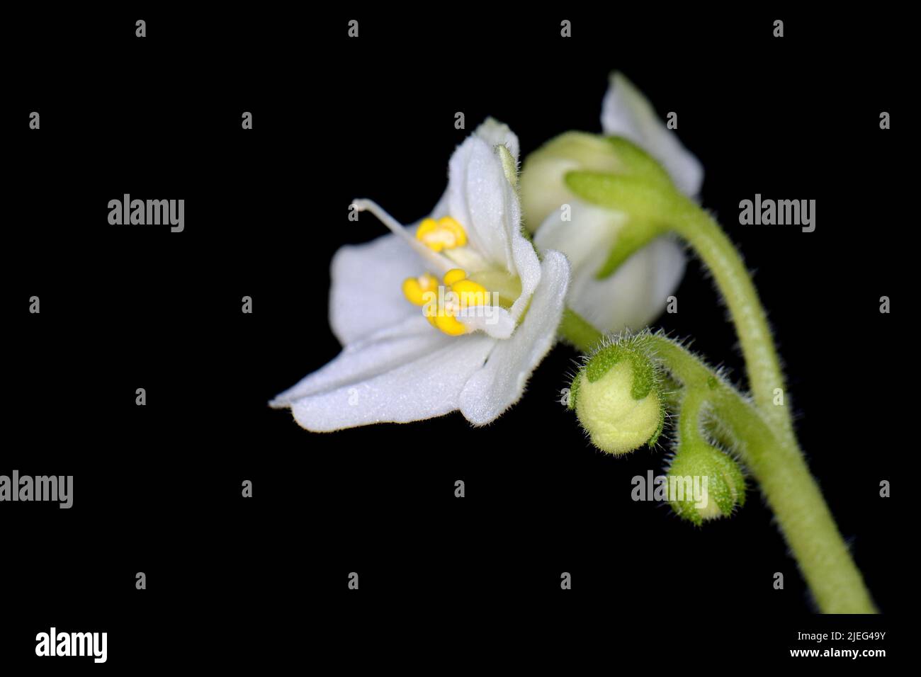 Primer plano de estambre, carpelo de flor violeta africana. Saintpaulias de  floración blanca, comúnmente conocida como violeta africano. Mini planta en  macetas. Enfoque selectivo Fotografía de stock - Alamy