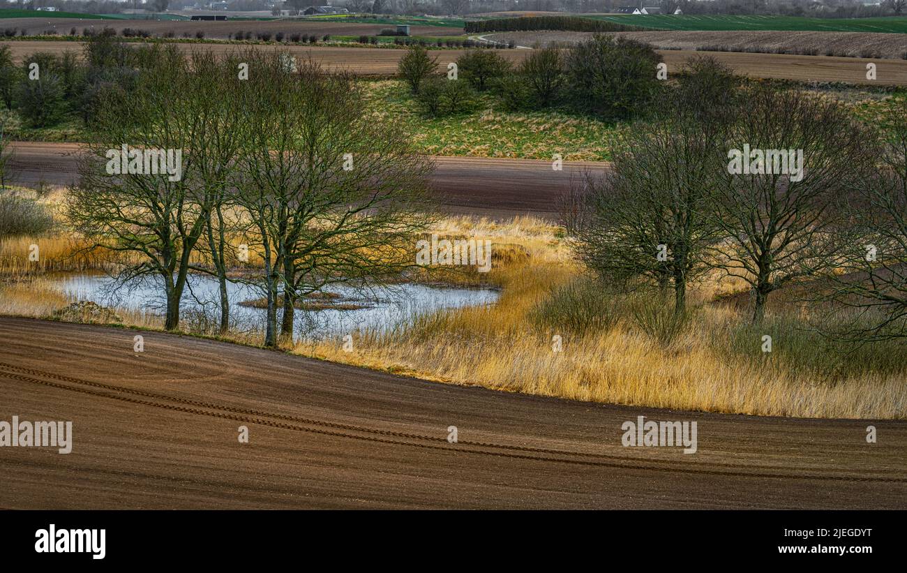 Paisaje agrícola con tierra arada un pequeño lago y árboles. Assens, Dinamarca, Europa Foto de stock