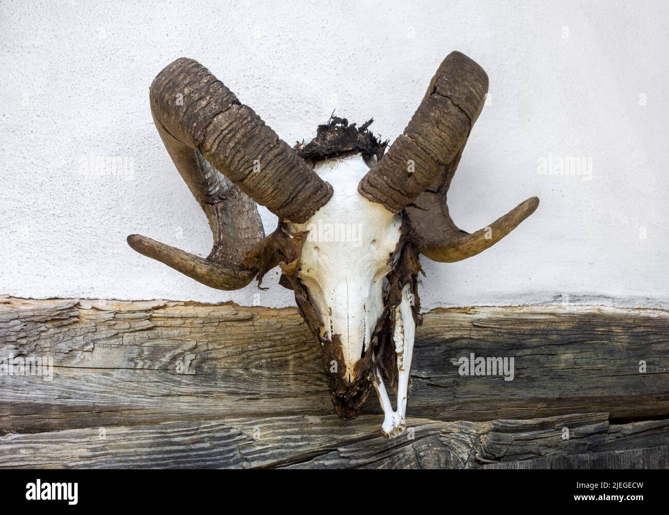 Cráneo de oveja desgastada montado en una pared Foto de stock