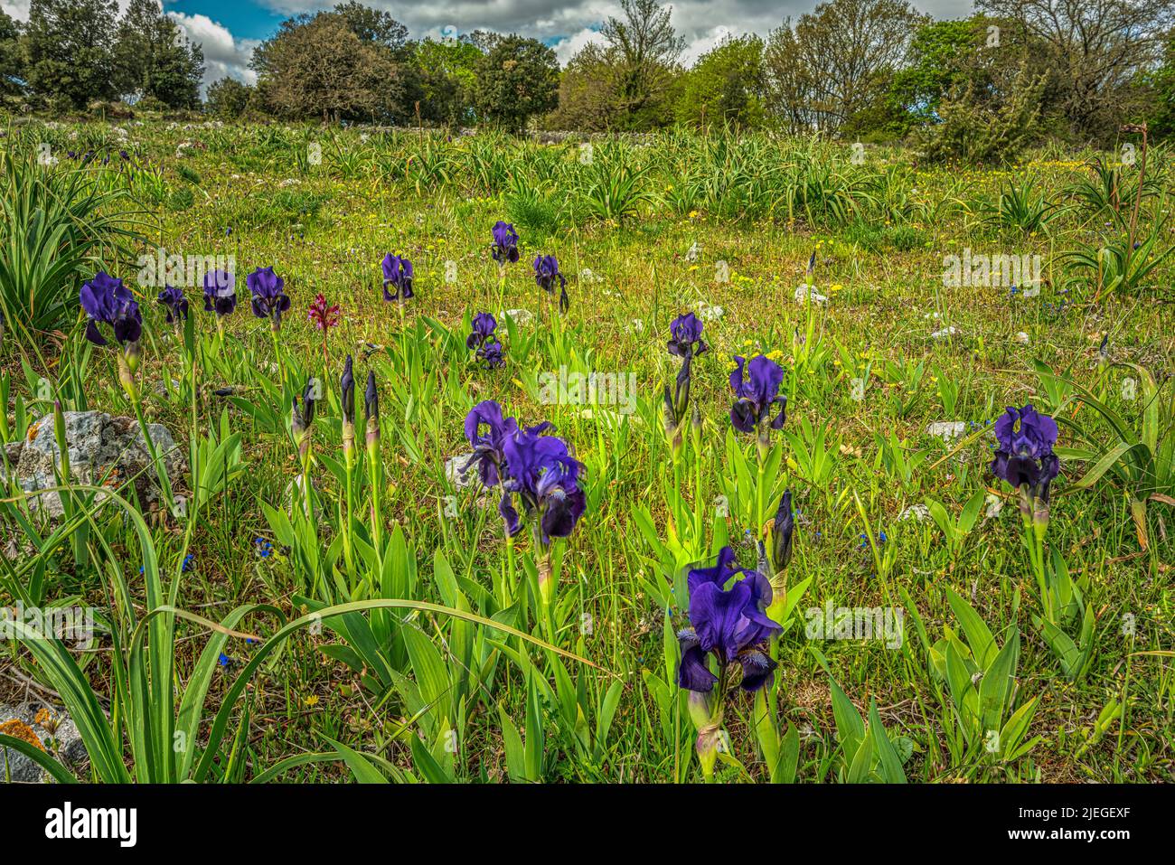 Prado florido de Iris sanguinea. Iris sanguinea es una planta rizomatosa de flores perteneciente al género Iris y de la serie Sibiricae. Puglia, Italia, Europa Foto de stock