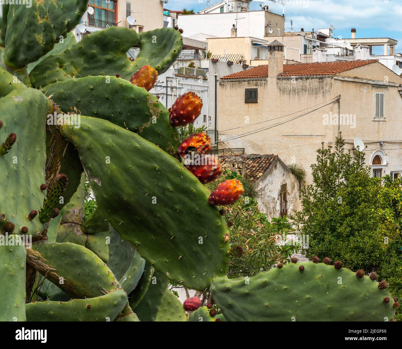 Frutos de pera espinosos frente a la ciudad costera de Peschici. Peschici, provincia de Foggia, Puglia, Italia, Europa Foto de stock