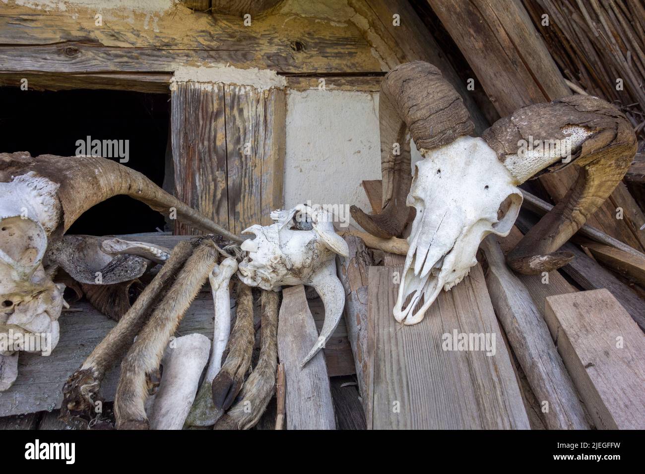 Paisaje arcaico incluyendo algunos cráneos animales y huesos Foto de stock