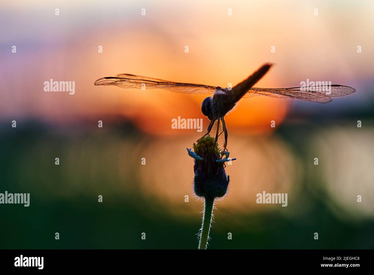 Vista de cerca de la libélula en una flor con puesta de sol Foto de stock