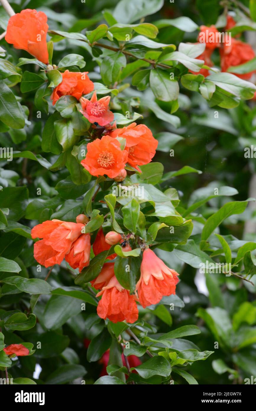Flores rojas anaranjadas en forma de embudo del árbol de granada de Puncia Foto de stock