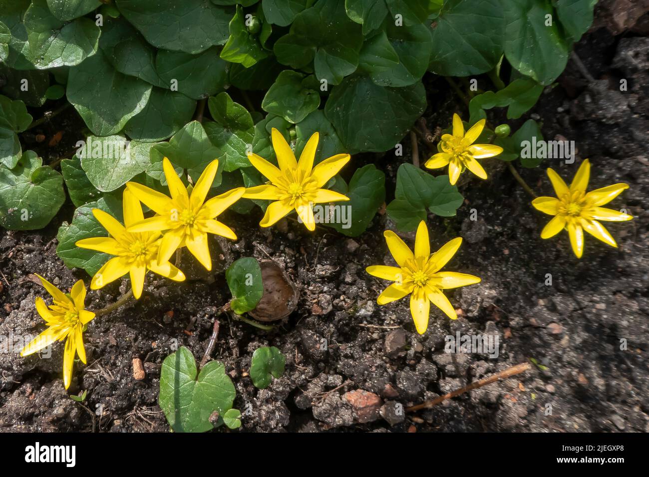 Blühendes Scharbockskraut; Ficaria verna / Floración de Pilewort; Ranunculus ficaria Foto de stock