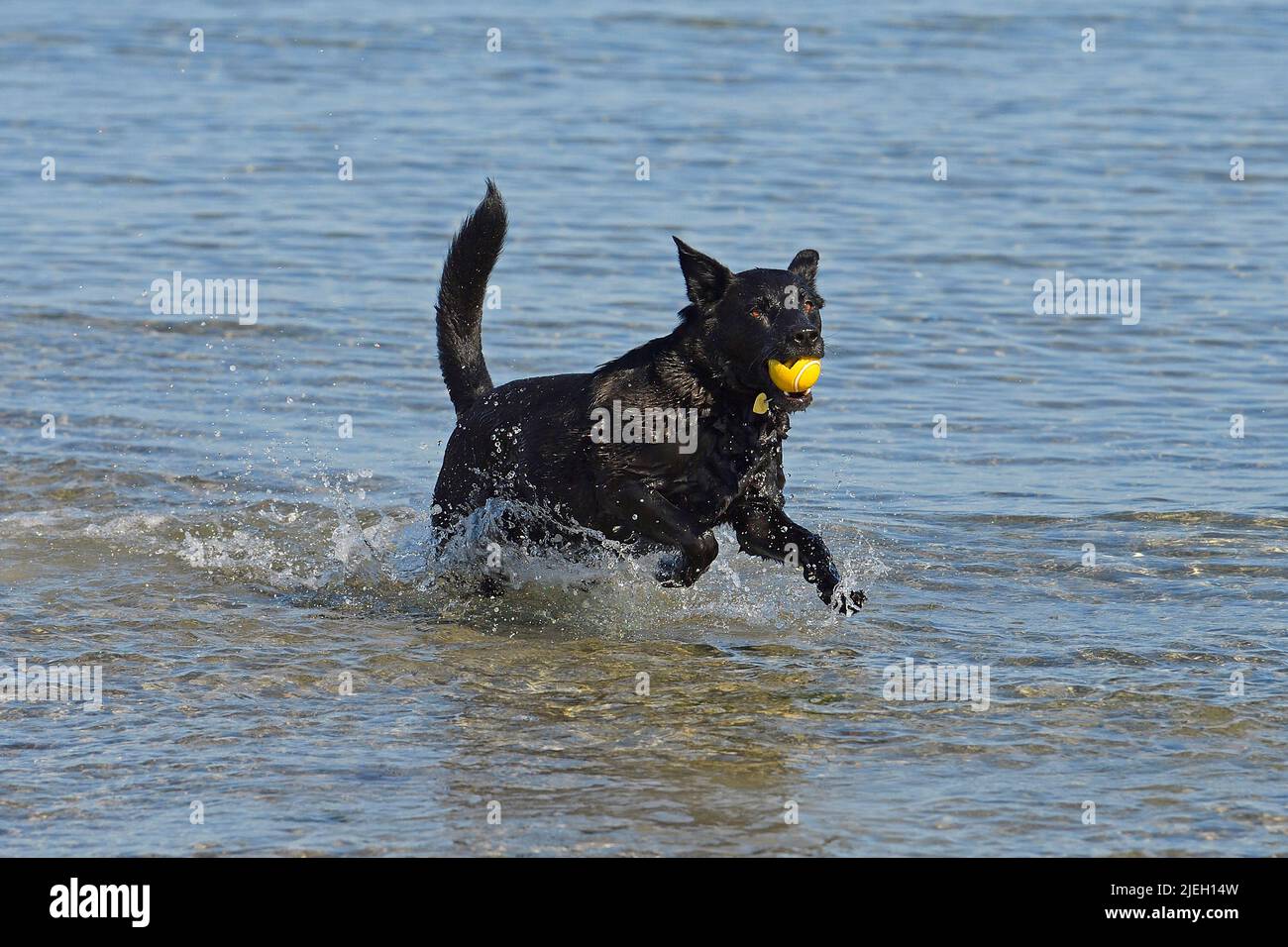 Tier, Tiere, Hund, Hunde, Border Collie portiert Ball aus dem Wasser, Deutschland Foto de stock