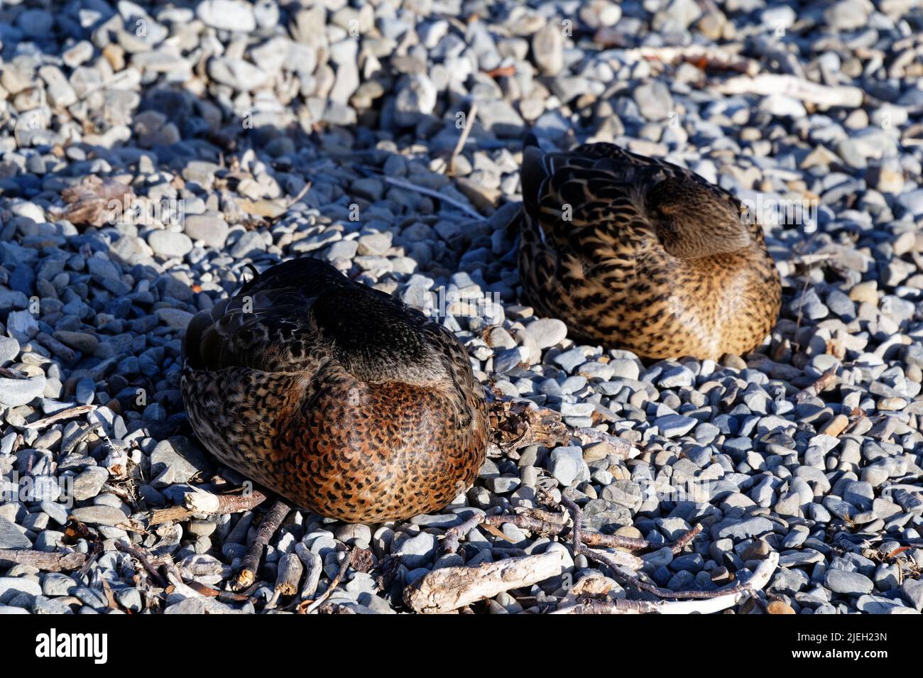 Los patos están durmiendo en una playa de piedras, tienen sus cabezas escondidas debajo de sus alas. Sus plumas de pecho son resaltadas por la luz del sol. Foto de stock
