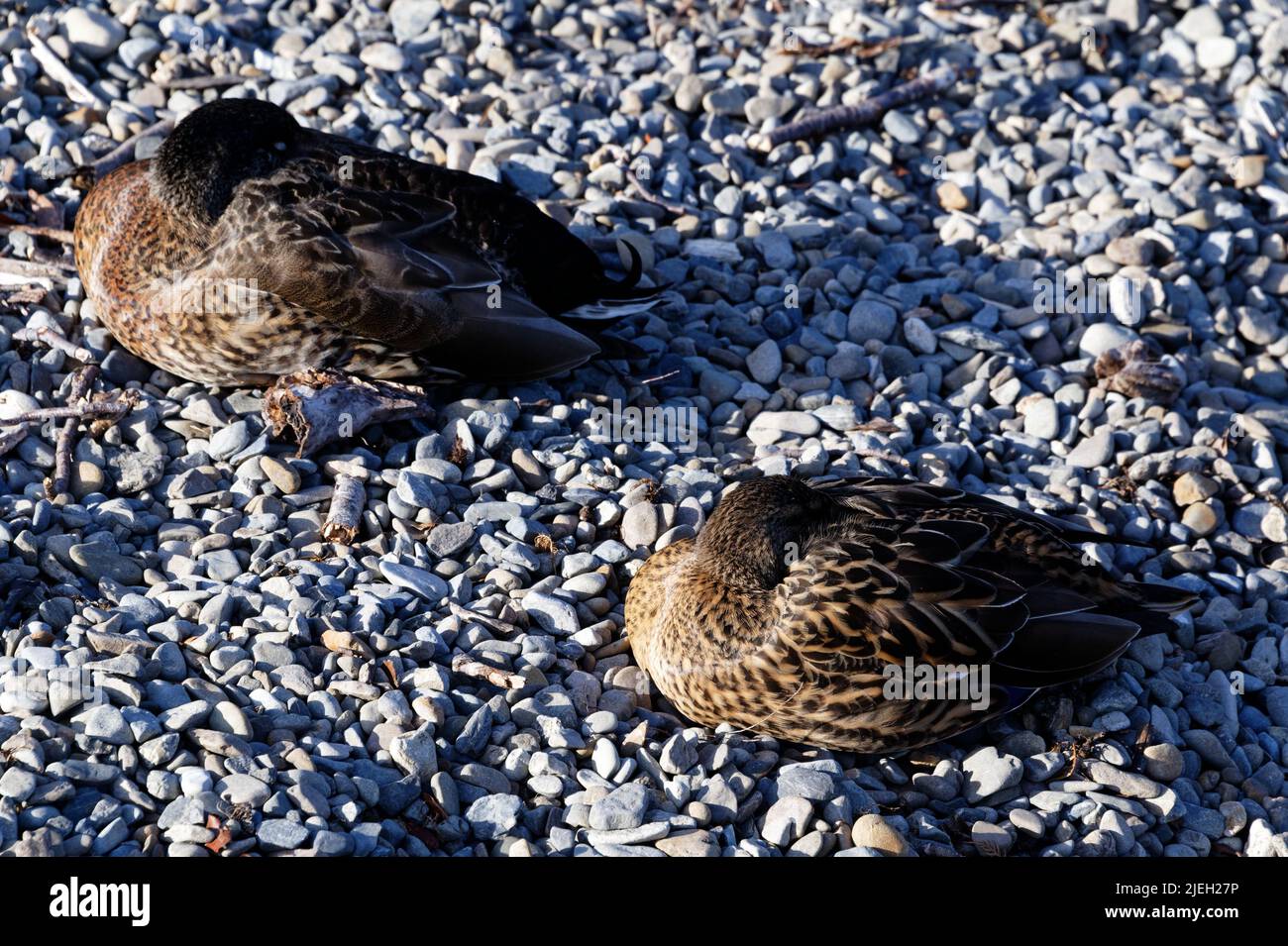 Patos durmientes al sol, que están al lado de la cámara, sus cabezas metidas bajo sus alas,. Foto de stock