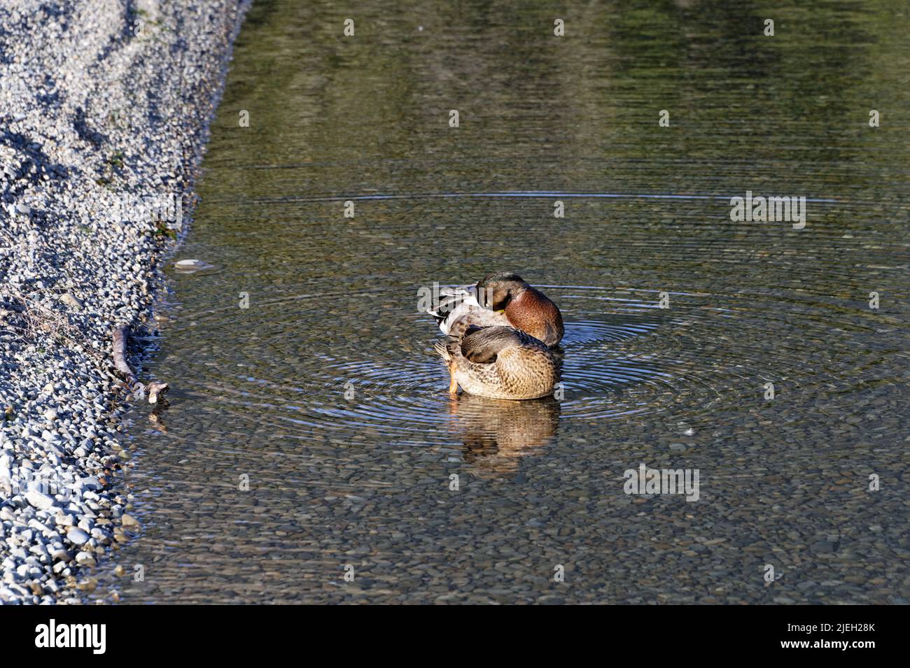Un par de patos se bañan en las aguas poco profundas del Lago Rotoiti, en el Parque Nacional de Nelson Lakes Foto de stock
