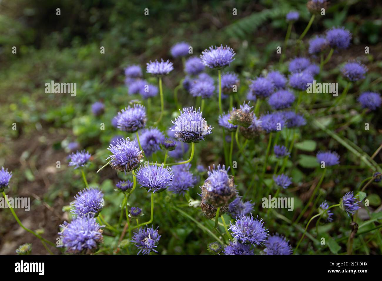 Flores azules en el prado de verano. Jasione laevis Lam. Planta subesp. carpetana. Cerca de Luarca, Asturias, España. Foto de stock
