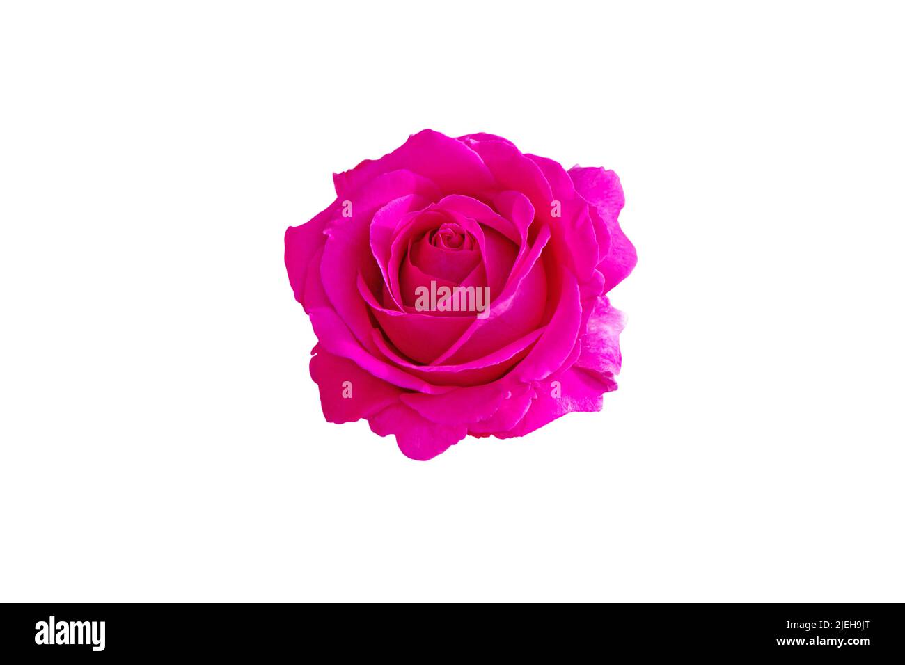 Magenta brillante híbrido té rosa flor aislado sobre blanco. Foto de stock