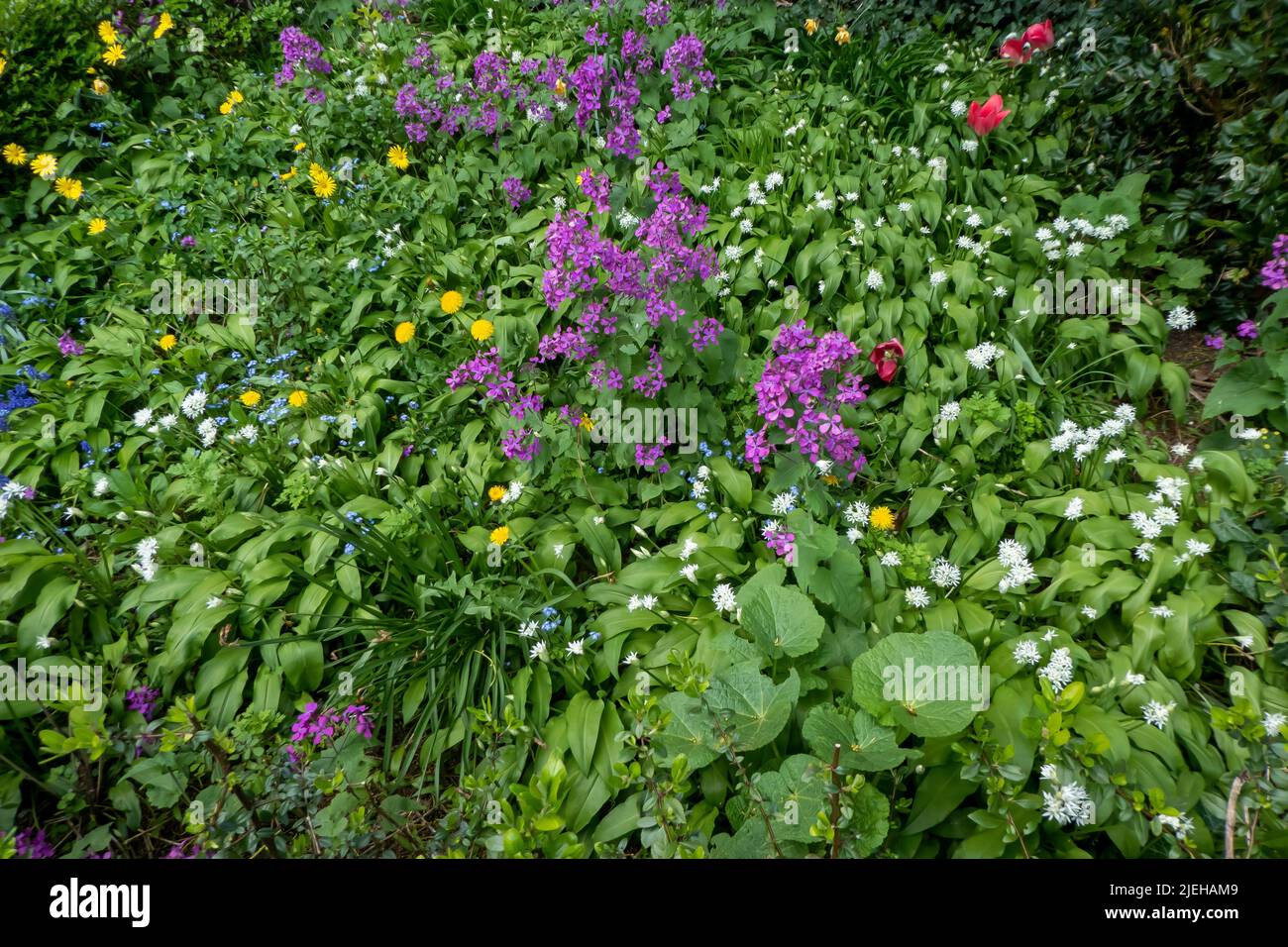 Blühender Vorgarten / jardín frontal con flores Foto de stock