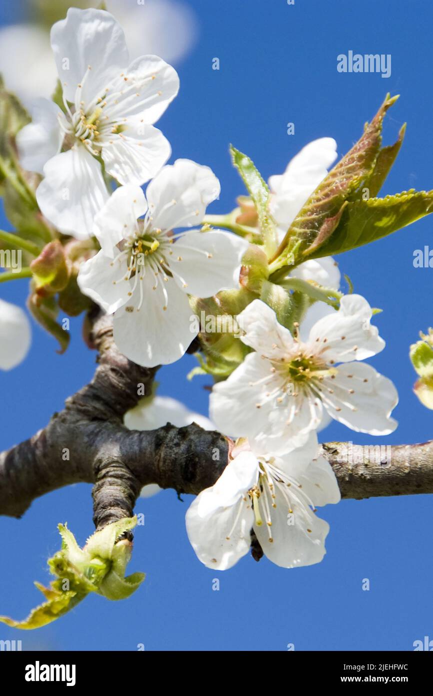 Blühender Kirschbaum, Zweig, Blüte, Blüten, Kirschblüten, Kischblüte, Obstbaum, Frühling, Foto de stock