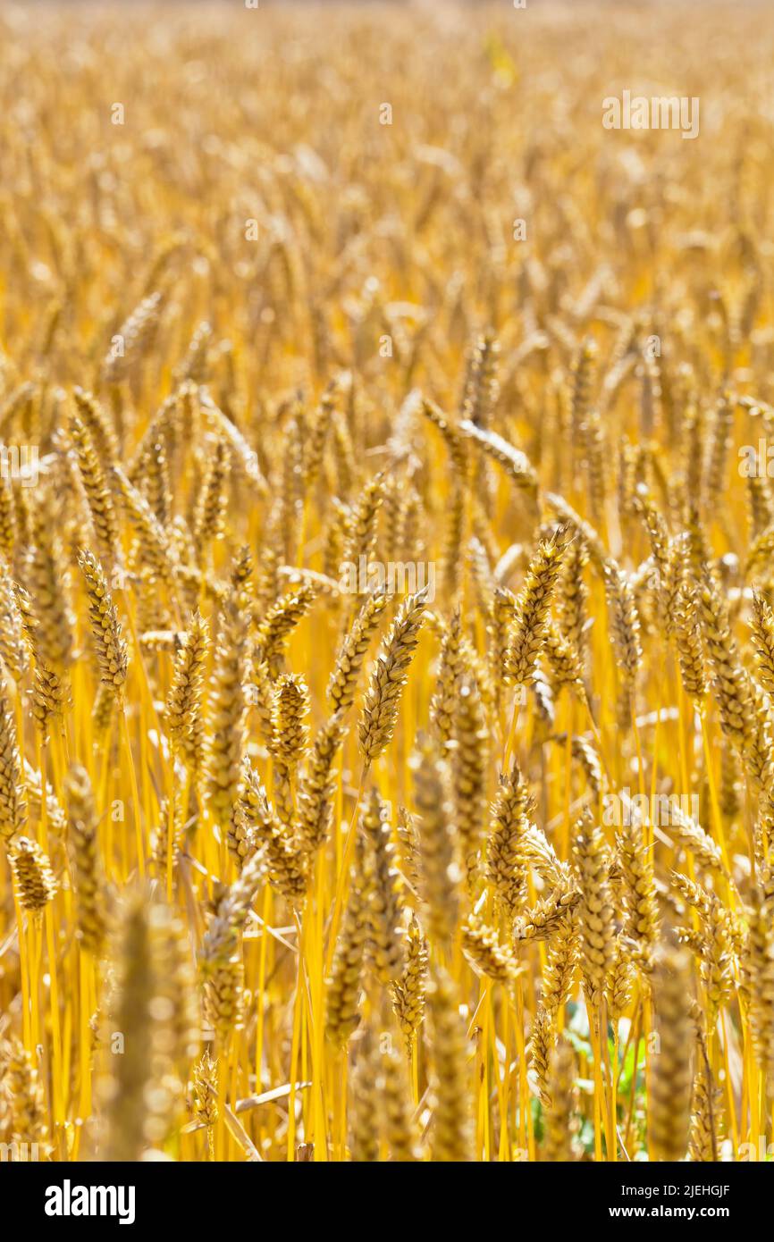 Von Ähren Weizen auf einem eines Getreidefeld Bauern Im Sommer. Foto de stock