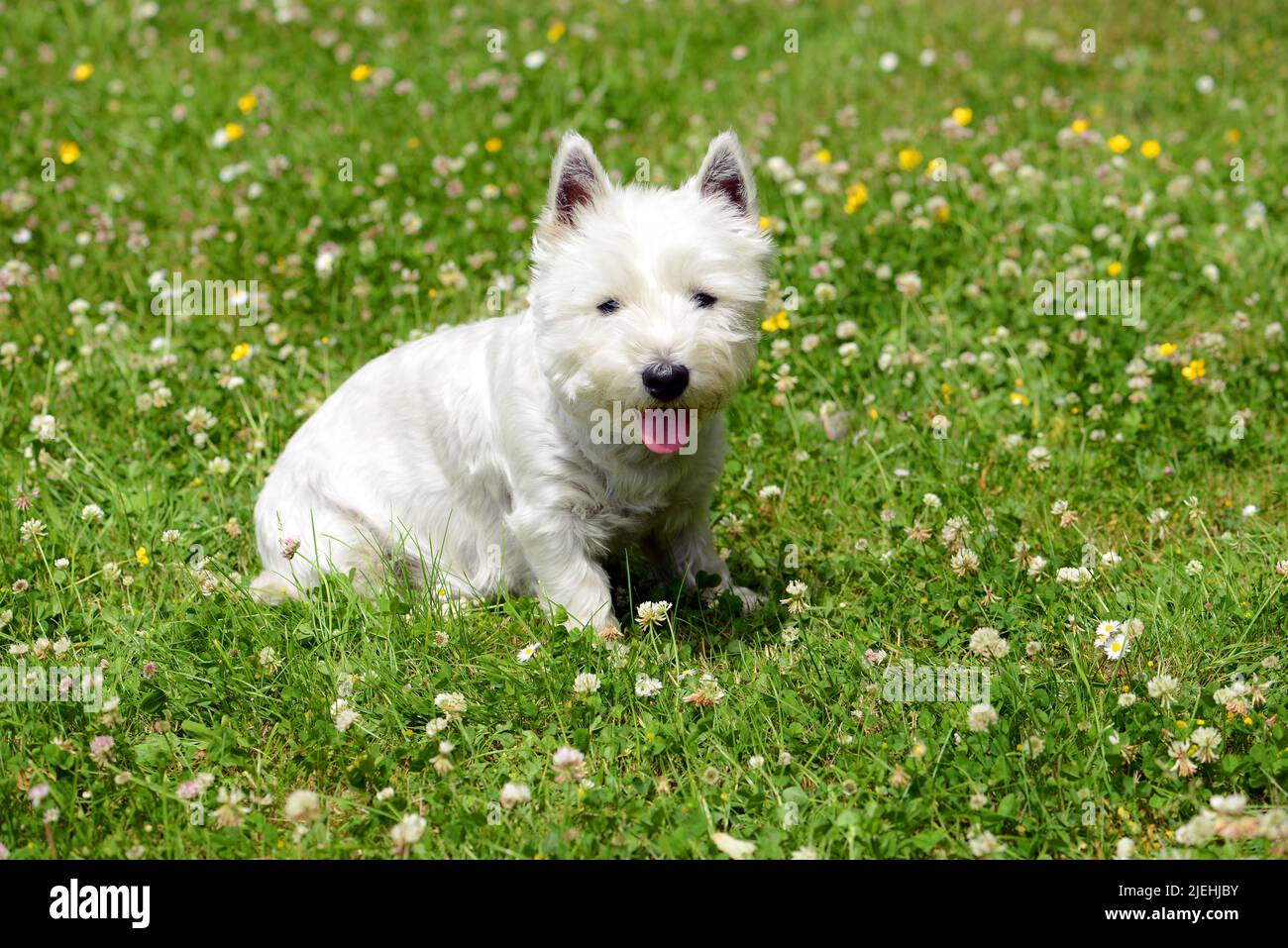 Der Yorkshire Terrier ist eine britische Hunderasse, Zwerg-Terrier, weiss, weisser, weisse, Weibchen, Yorkie, klein, niedlich, Grossbritannien, Foto de stock