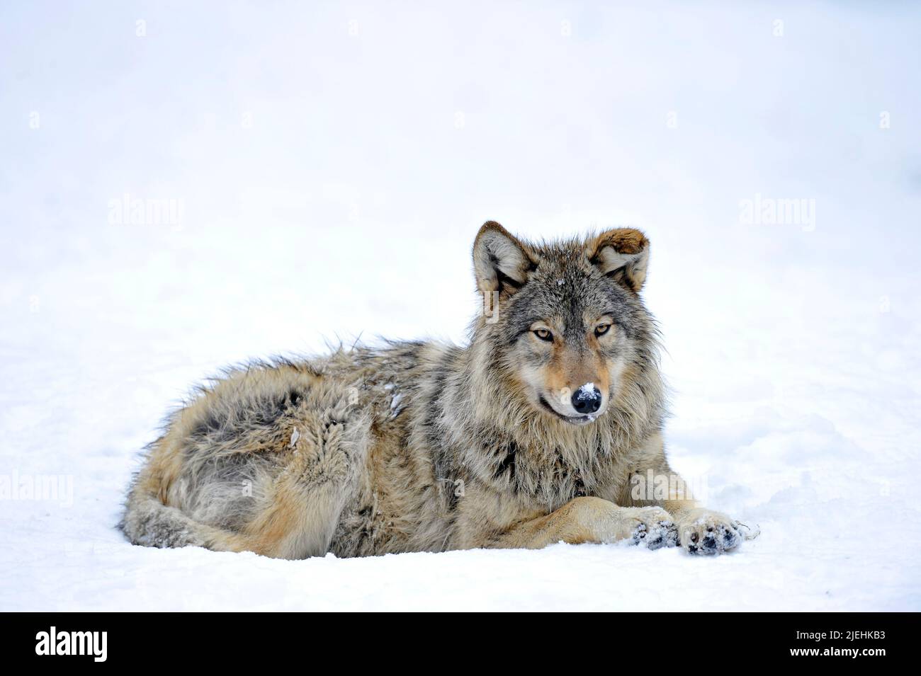 Wolf im Winter, (Canis lupus) Bayern, Bayerischer Wald, Deutschland, Timberwolf ruht im Schnee, Foto de stock