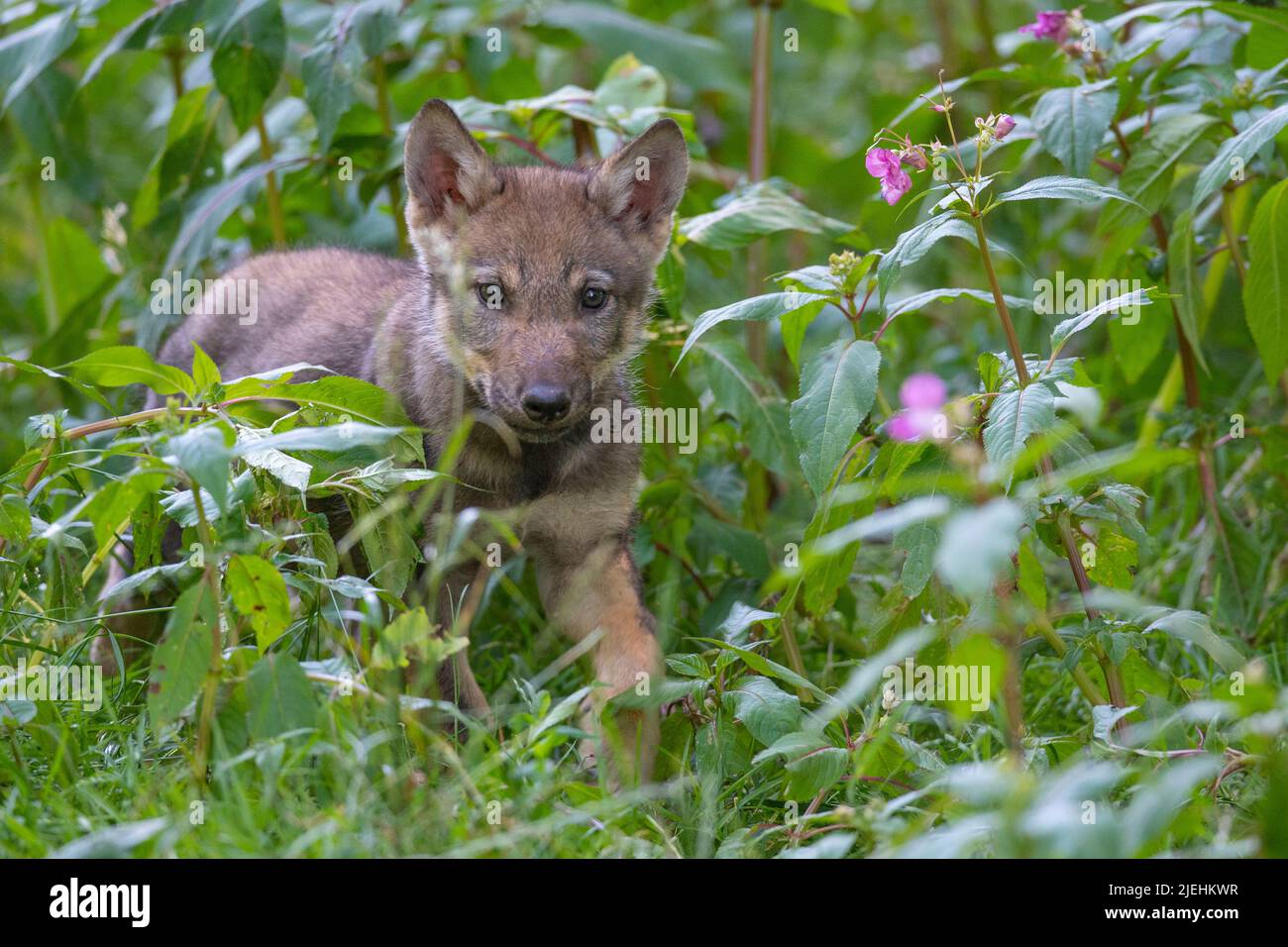 Junger Wolf, Welpe, (Canis lupus), Foto de stock