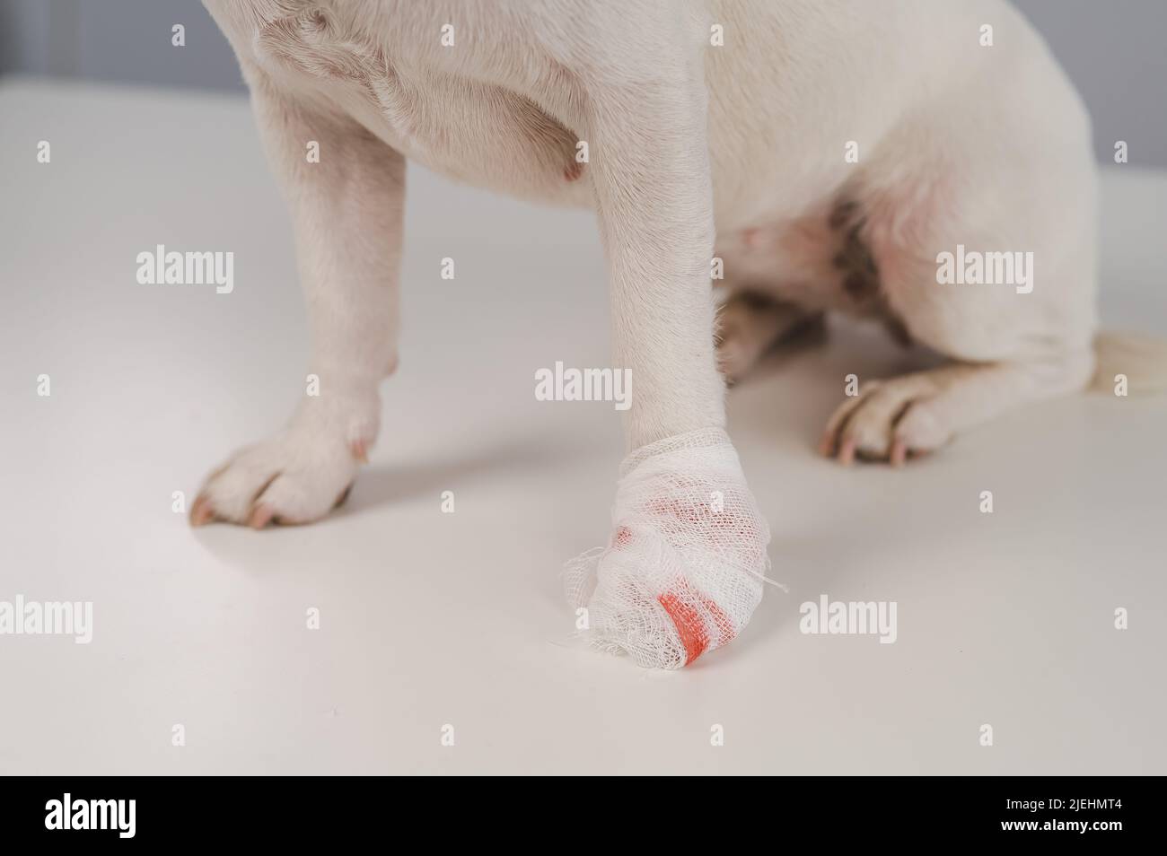 Primer plano de la pata de un perro vendado sobre un fondo blanco. Foto de stock