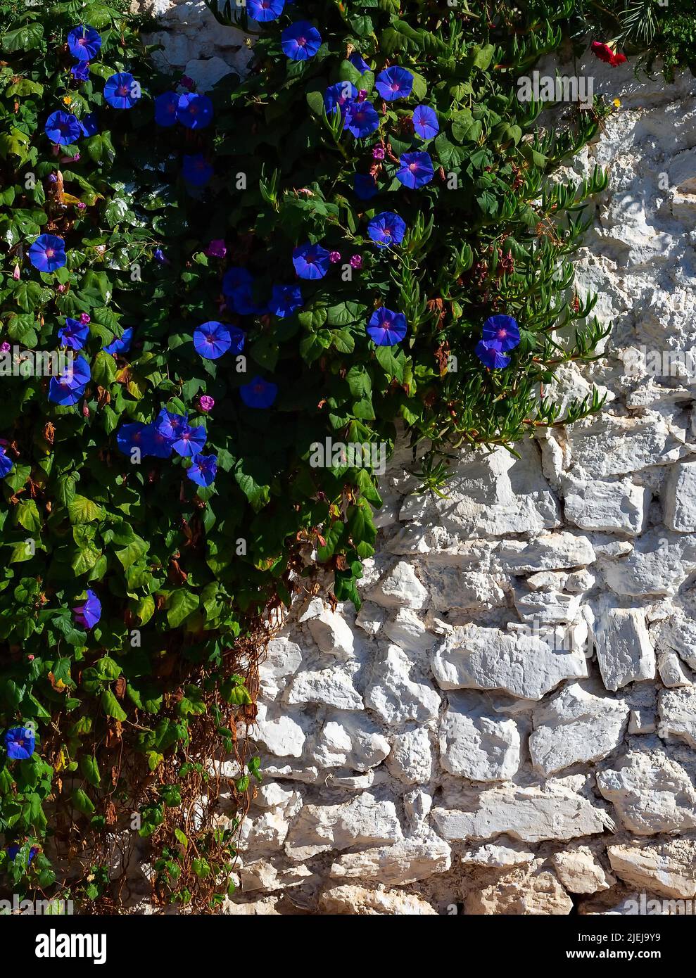Flores de bindweed sobre la pared de ladrillo blanco, luz del sol, textura, wallpper, fondo Foto de stock