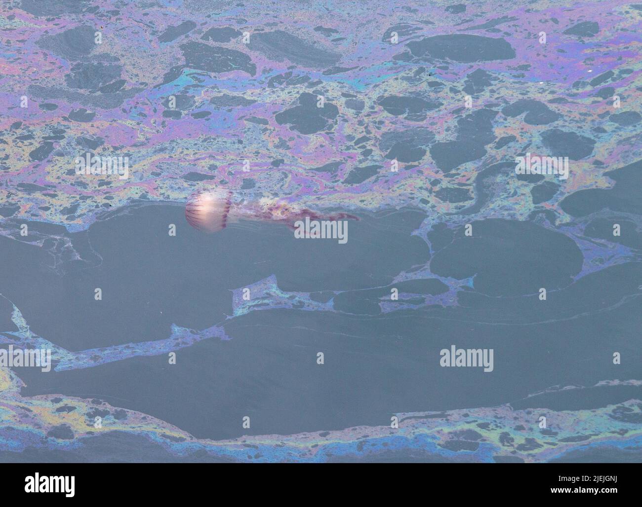 Compás medusa Chrysaora hysocella nadando a través de derrames de contaminación de combustible o petróleo. Foto de stock