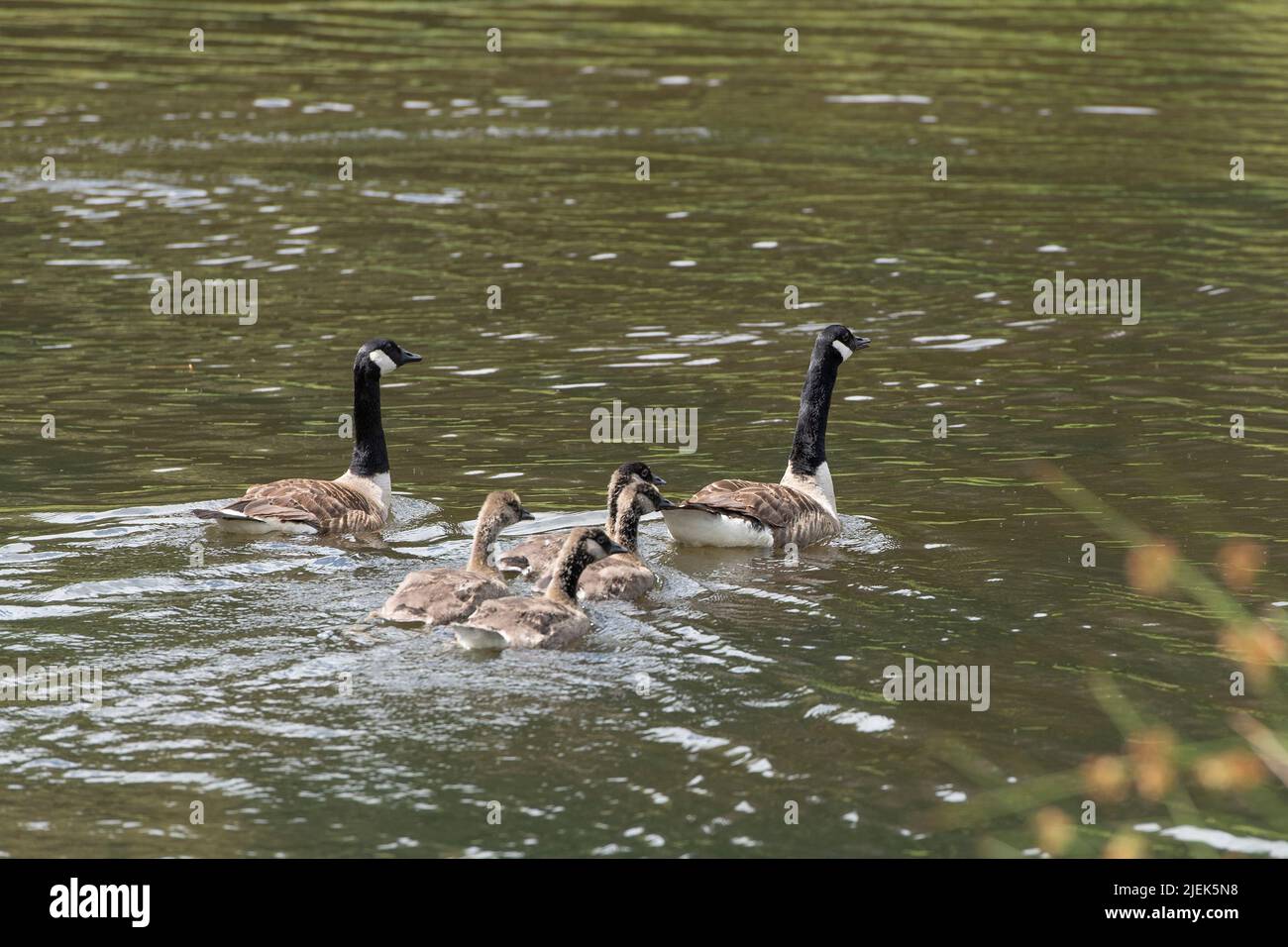 La familia de los gansos de Canadá Foto de stock