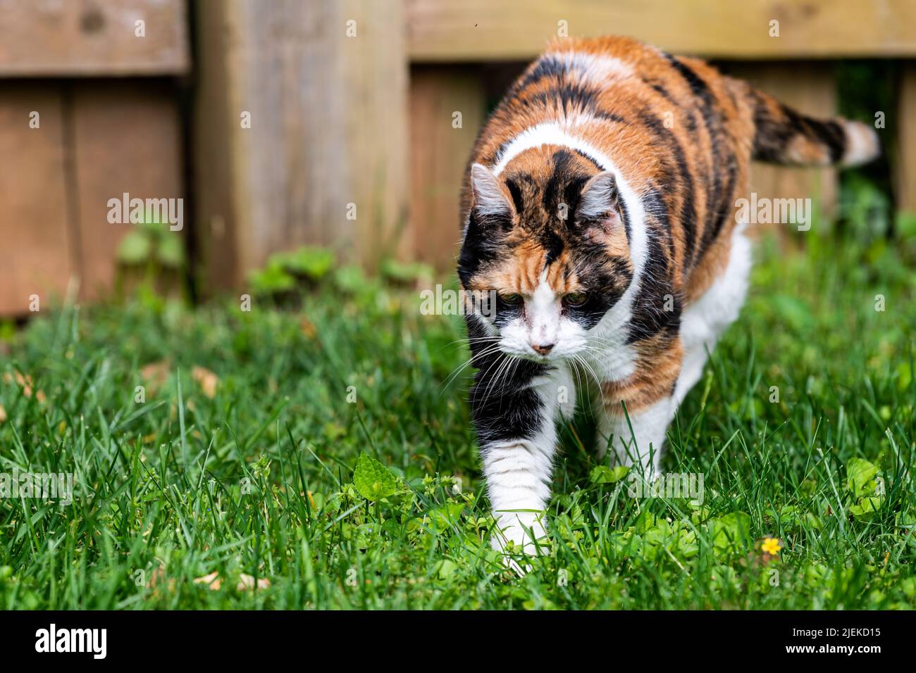 Un gato calico al aire libre caza al aire libre caminando junto a una valla de madera en el jardín frente al jardín en el césped verde en el jardín de verano Foto de stock