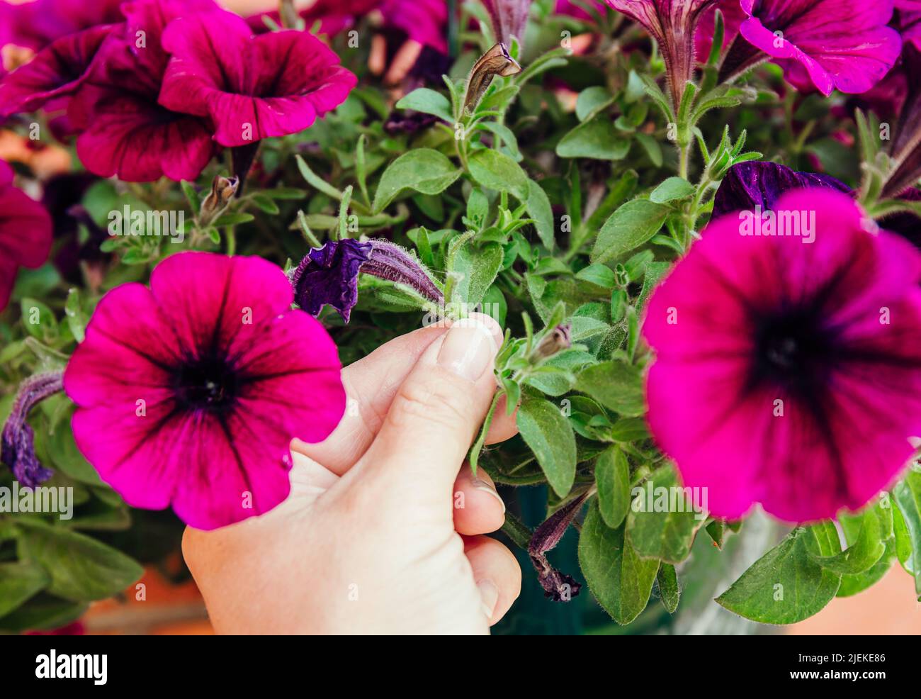 Pellizque o corte las flores de petunia antes de que comiencen a sembrar para fomentar el crecimiento. Concepto de hack de jardinería. Foto de stock