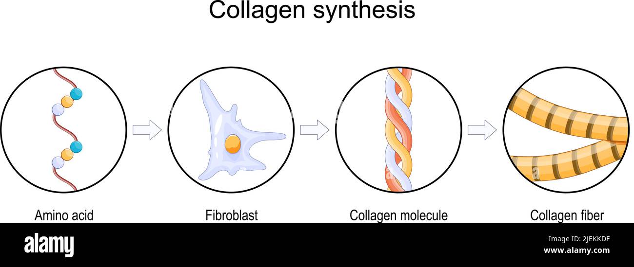 Proceso de síntesis de colágeno. De aminoácidos a fibras y moléculas de colágeno. Papel del fibroblasto del proceso de envejecimiento. Ilustración vectorial Ilustración del Vector