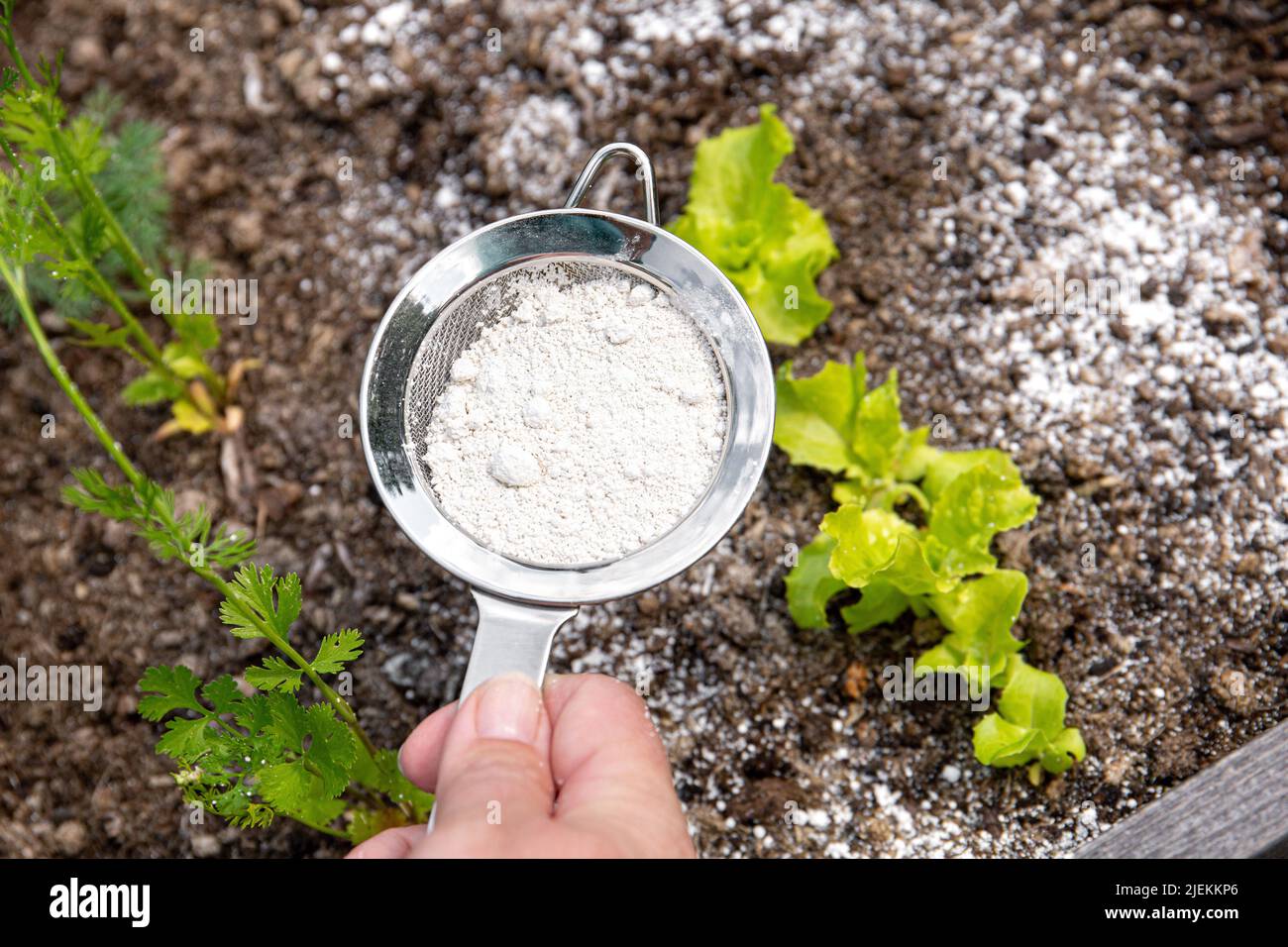 Polvo de tierra diatomácea ( Kieselgur) en tarro para repelente de insectos orgánicos no tóxicos. Uso de diatomita en concepto de jardín. Foto de stock