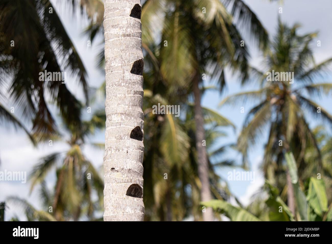 Pie sostengan los pasos cortados en el árbol del coco para ayudar el acceso para cosechar cocos. Tanzania. Foto: Garyroberts/worldwidefeatures.com Foto de stock