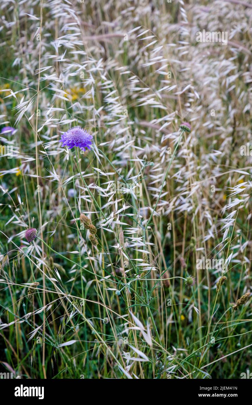 Scabious en la hierba del verano Foto de stock